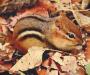 chipmunk