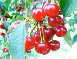 lessons learned from tart cherries