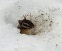 chipmunk in snow