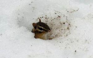chipmunk in snow