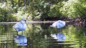 charles river swans