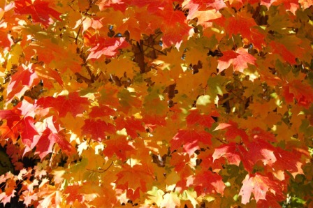 fall and something new