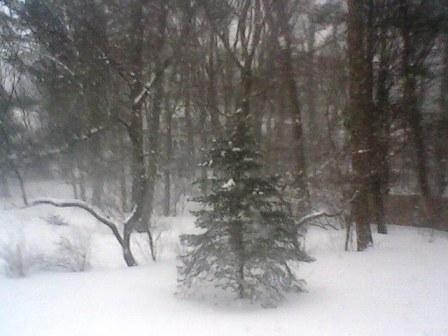 blizzard backyard view