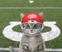 football kitten