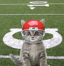 football kitten