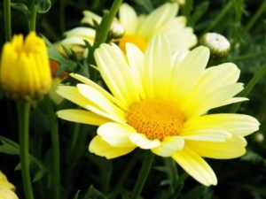 savor the moment savor the moment