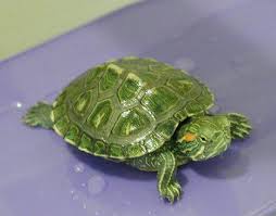 terrapin