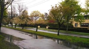 flowering trees in the rain