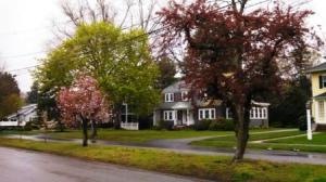 pretty trees in the rain