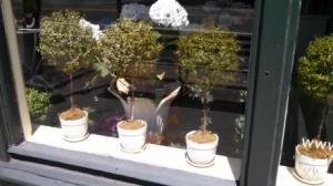 cambridge flower shop window