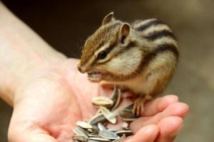 chipmunk eating