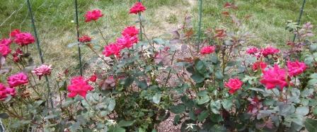 knockout roses
