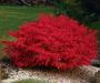 flame bush