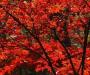 red maples
