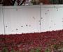 red leaves on white fence