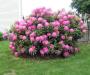 beautiful rhododendron
