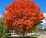 red maple