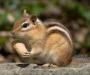 chipmunk