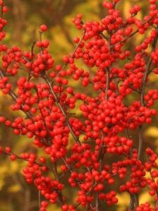 winter berries