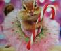 christmas chipmunk