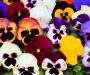 pansies