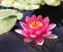 crimson water lily