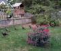 wild turkeys
