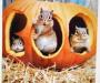 chipmunks in pumpkin