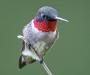 ruby-throated hummingbird