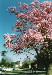 magnolia tree magnolia tree