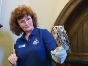 little screech owl little screech owl