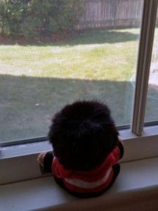 Sir Oliver watching for baby chipmunks