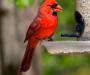young male cardinal