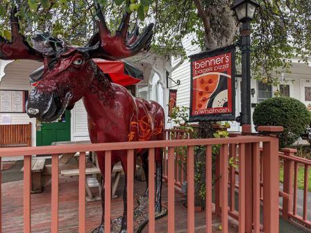 moose in Bennington VT