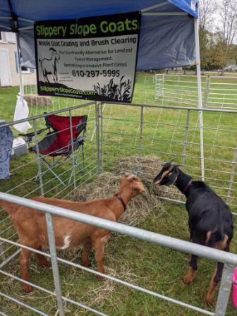goats at Chester VT Fall Festival