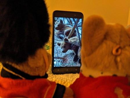 guys watching baby bears