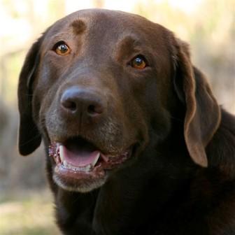 brown lab