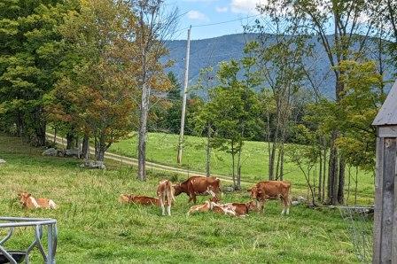 cows in vermont field cows in vermont field