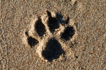 dog paw print dog paw print