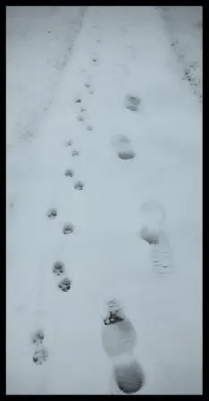 footprint and dog print footprint and dog print