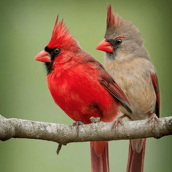 mr and mrs cardinal