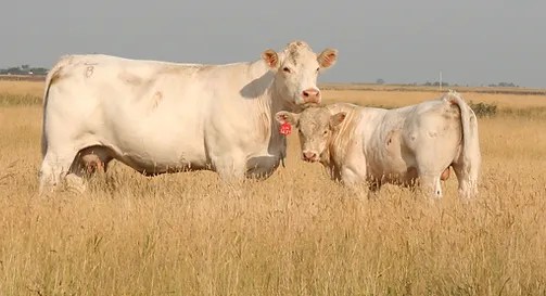 Canadian Charolais Canadian Charolais