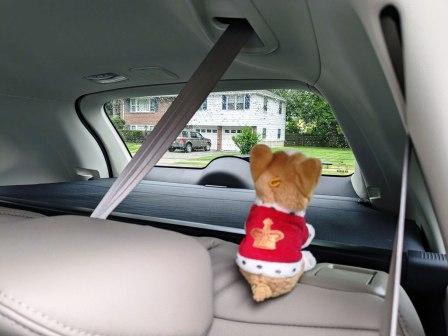 toby on lookout for bears toby on lookout for bears