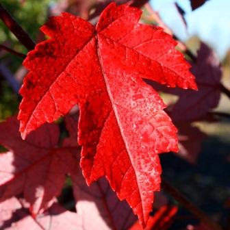 red maple leaf