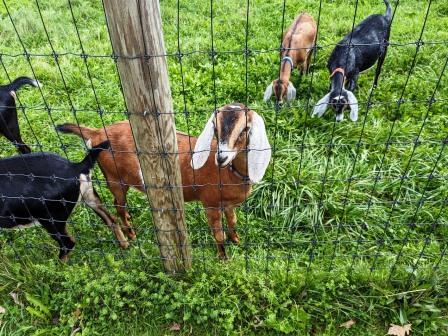 Hildene goats