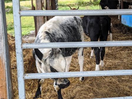 friendly goats friendly goats