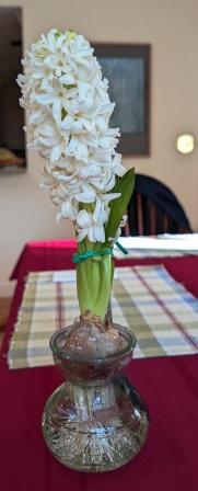 hyacinth hyacinth