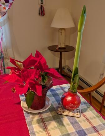 red Christmas flowers red Christmas flowers