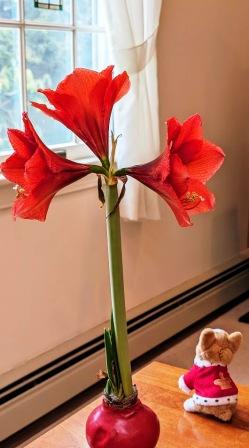 amaryllis and toby amaryllis and toby