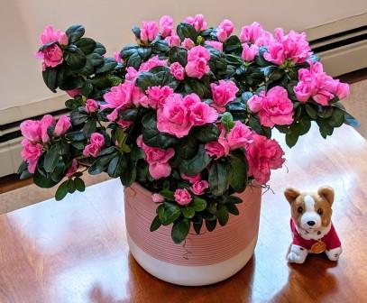 azelea and toby azalea and toby